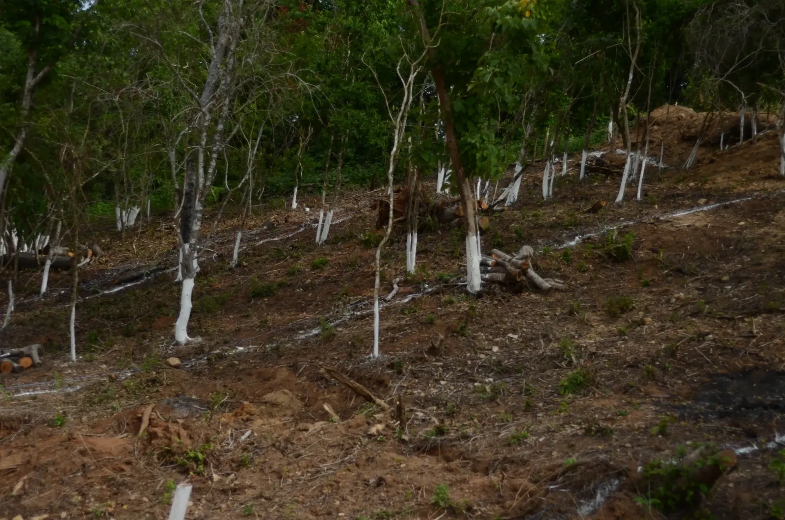 Fraccionamiento Diamante