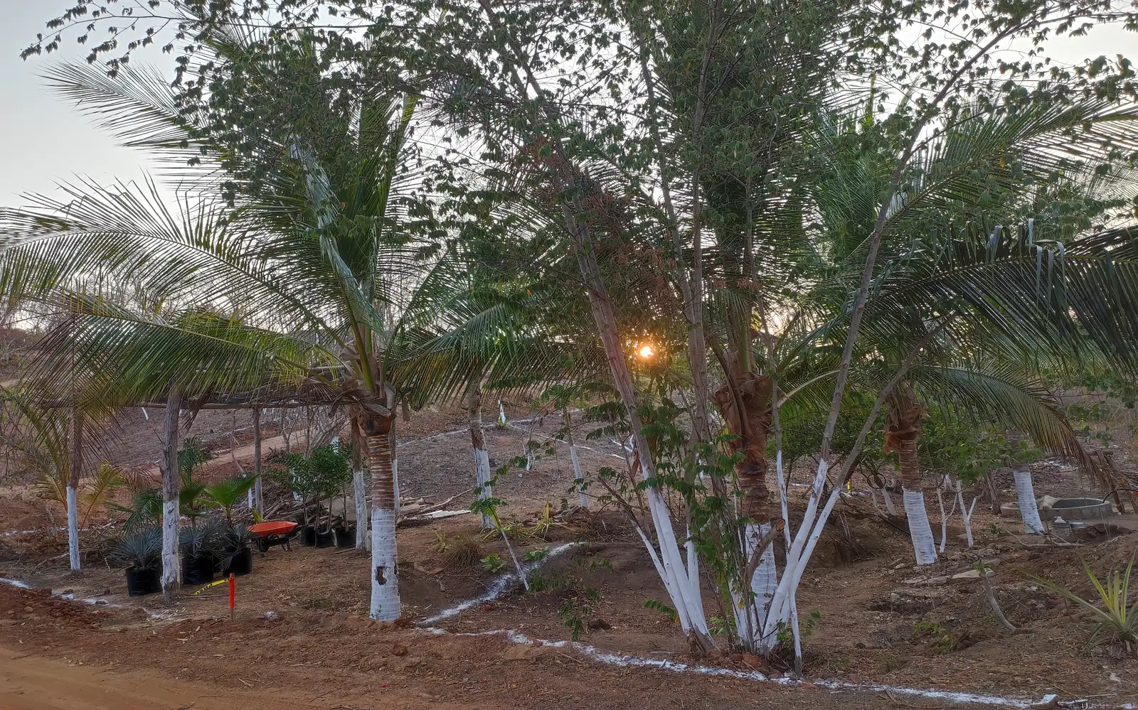 Fraccionamiento Las Palmas