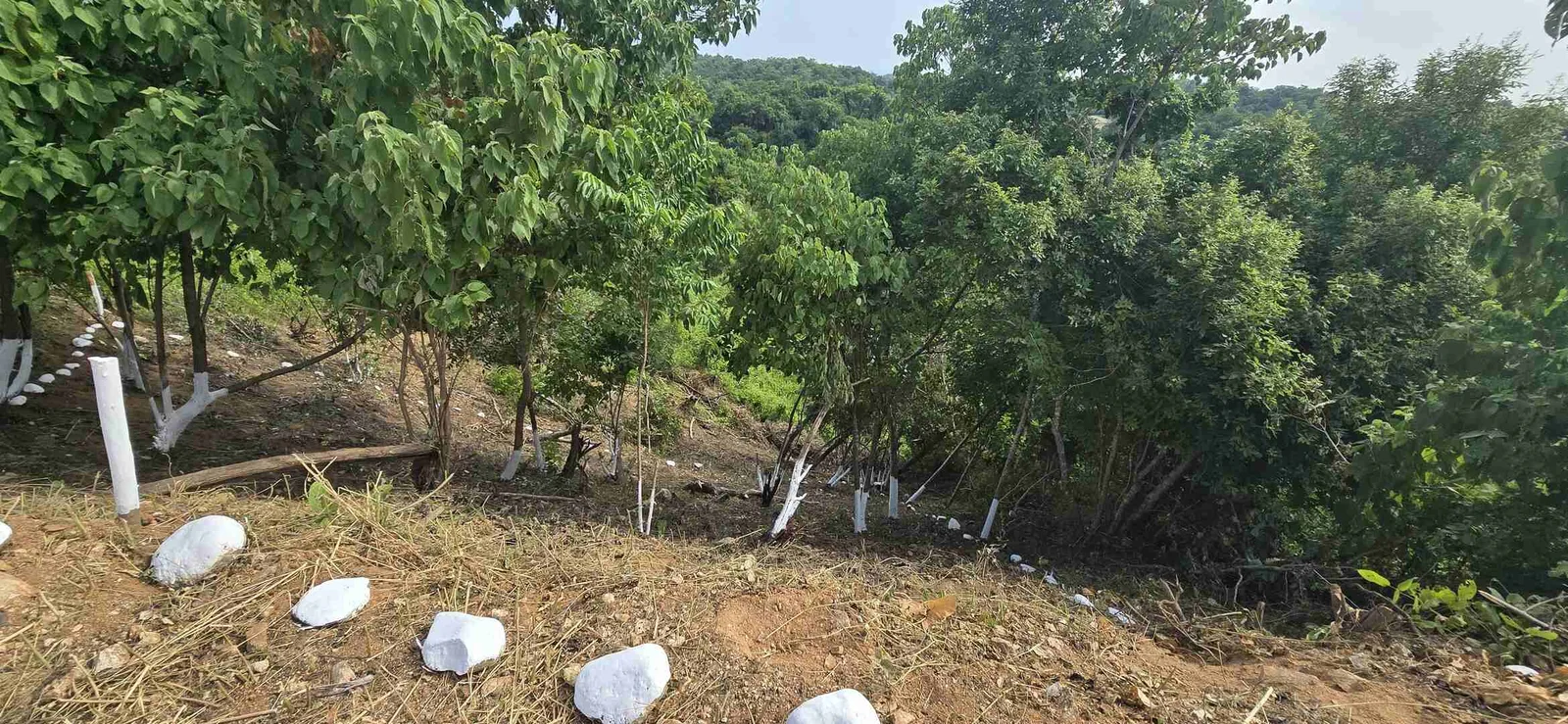 Fraccionamiento Miramar